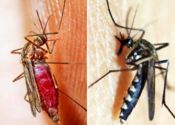 Sebelah kiri nyamuk malaria.sebelah kanan nyamuk demam berdarah.