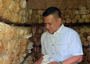 Kajari Bireuen Panen Jamur Tiram Desa  Binaan Kejari Bireuen 