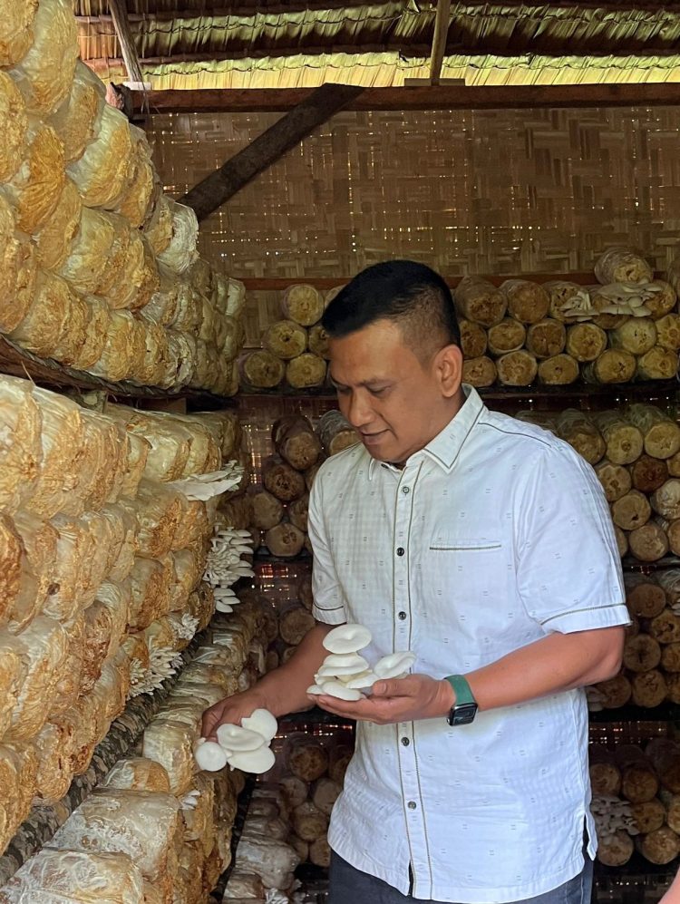 Kajari Bireuen Panen Jamur Tiram Desa Binaan Kejari Bireuen