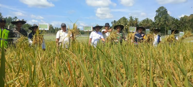 Mulyadi di sela acara panen padi perdana di Gampong Blang Dalam Kecamatan Makmur (Rabu, 11/9/2024)