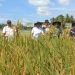 Mulyadi di sela acara panen padi perdana di Gampong Blang Dalam Kecamatan Makmur (Rabu, 11/9/2024)