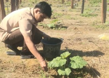 SMKN Sultan Daulat Budidayakan Labu Madu Super, Ini Kendalanya