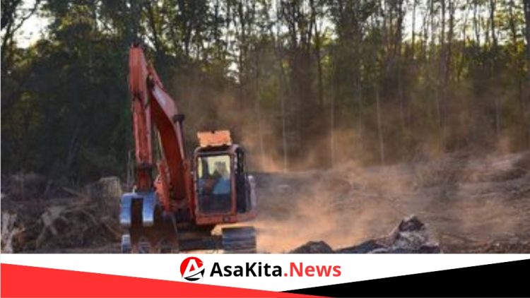 Menurut Laporan Terbaru UN-REDD, Hanya 40% Negara yang Rentan Terhadap Deforestasi