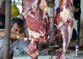 Persediaan ternak untuk meugang Ramadhan di Aceh capai 1,78 juta ekor