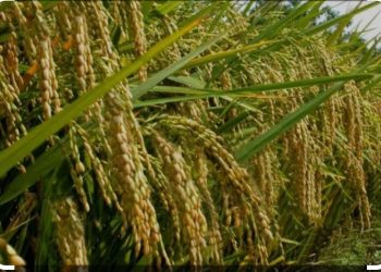 Indonesia Didorong Kurangi Ketergantungan pada Beras, Diversifikasi Pangan Jadi Solusi