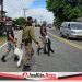 Sterilkan Jalan Raya, Satpol PP dan WH Aceh Jaya Tangkap Puluhan Ternak