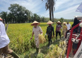 KETUA GERIDRA ACEH H.FADHLULLAH,SE   PANEN RAYA PADI TRISAKTI 75 HARI (HST) BERSAMA PETANI ORGANIK P 2000 Z