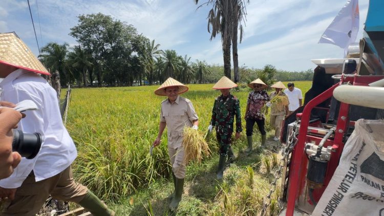 KETUA GERIDRA ACEH H.FADHLULLAH,SE PANEN RAYA PADI TRISAKTI 75 HARI (HST) BERSAMA PETANI ORGANIK P 2000 Z