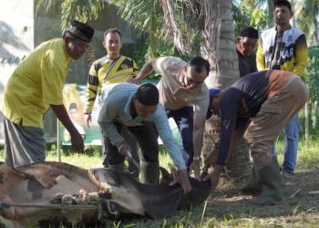 Iduladha 1447 H: Golkar Aceh Sebar 11 Sapi ke Daerah Bencana