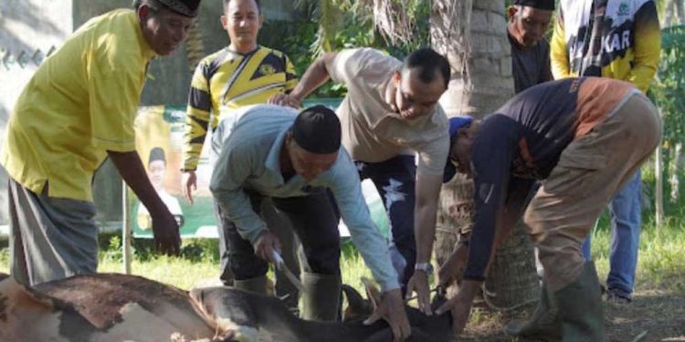 Iduladha 1447 H: Golkar Aceh Sebar 11 Sapi ke Daerah Bencana