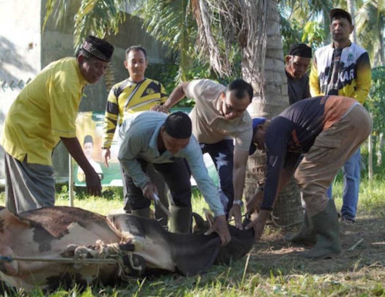 Iduladha 1447 H: Golkar Aceh Sebar 11 Sapi ke Daerah Bencana